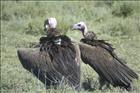 23 Vulture Conversation